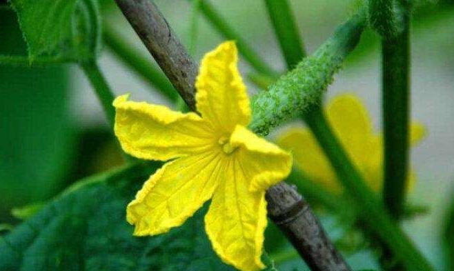 黄瓜结的果萎缩了是什么原因,黄瓜果实萎缩的原因