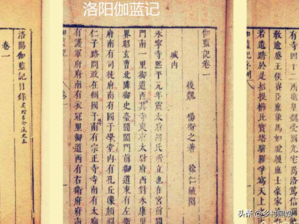 空谷幽兰的兰花是什么品种,蝴蝶兰空谷幽兰