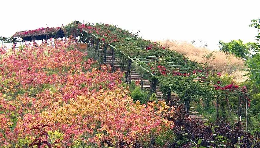 天桥沟玻璃栈道一日游,芙蓉山风景区玻璃滑道