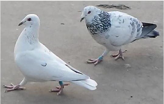 教你怎样给鸽子换羽,鸽崽下窝之后如何管理