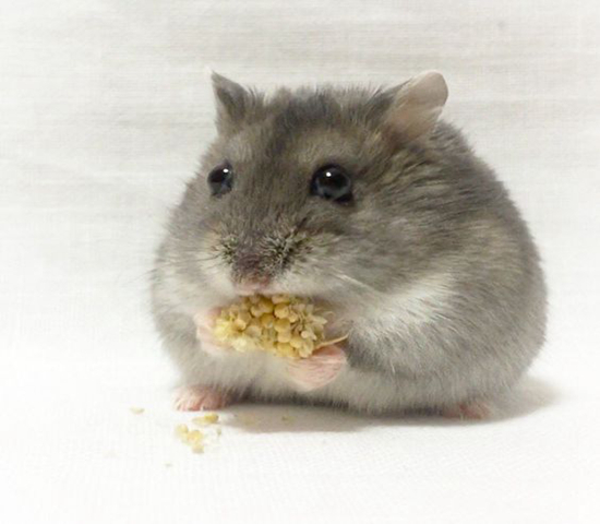 紫仓挑食,紫仓为什么只吃蔬菜