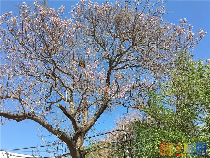 周末有风？别怕，来北京这里看花花草草和无数小可爱！猜到是哪里了吗？