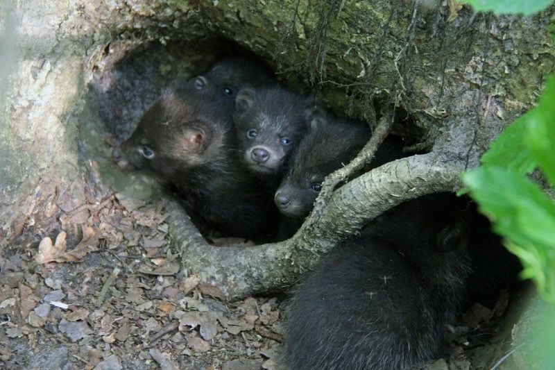 东亚貉,东亚貉入侵欧洲