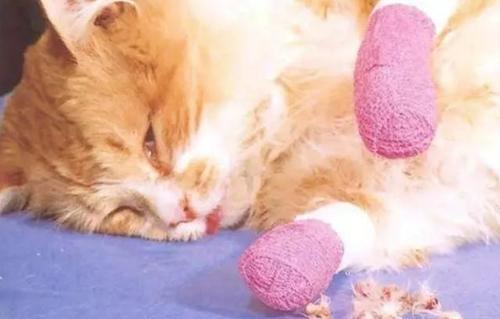 宠物美容技术和手法有哪些,宠物整形有哪些