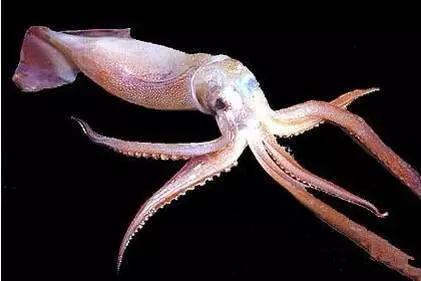 开海什么海鲜最好,开海季肥美海鲜