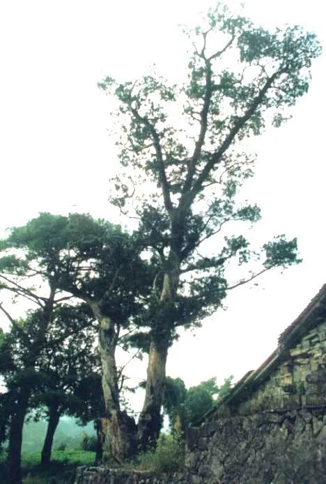 温州乐清900多岁的“树王”,长这样