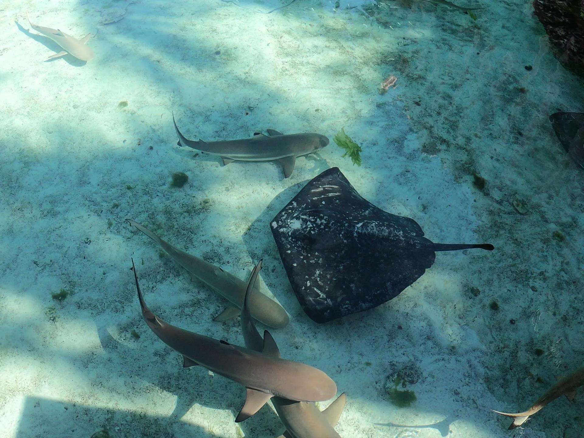 巴哈马粉色沙滩攻略,巴哈马粉沙滩