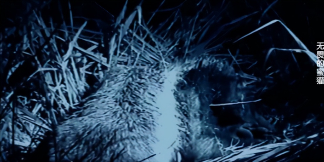 蜜獾两小时后继续享用毒蛇,蜜獾凶猛攻击人类