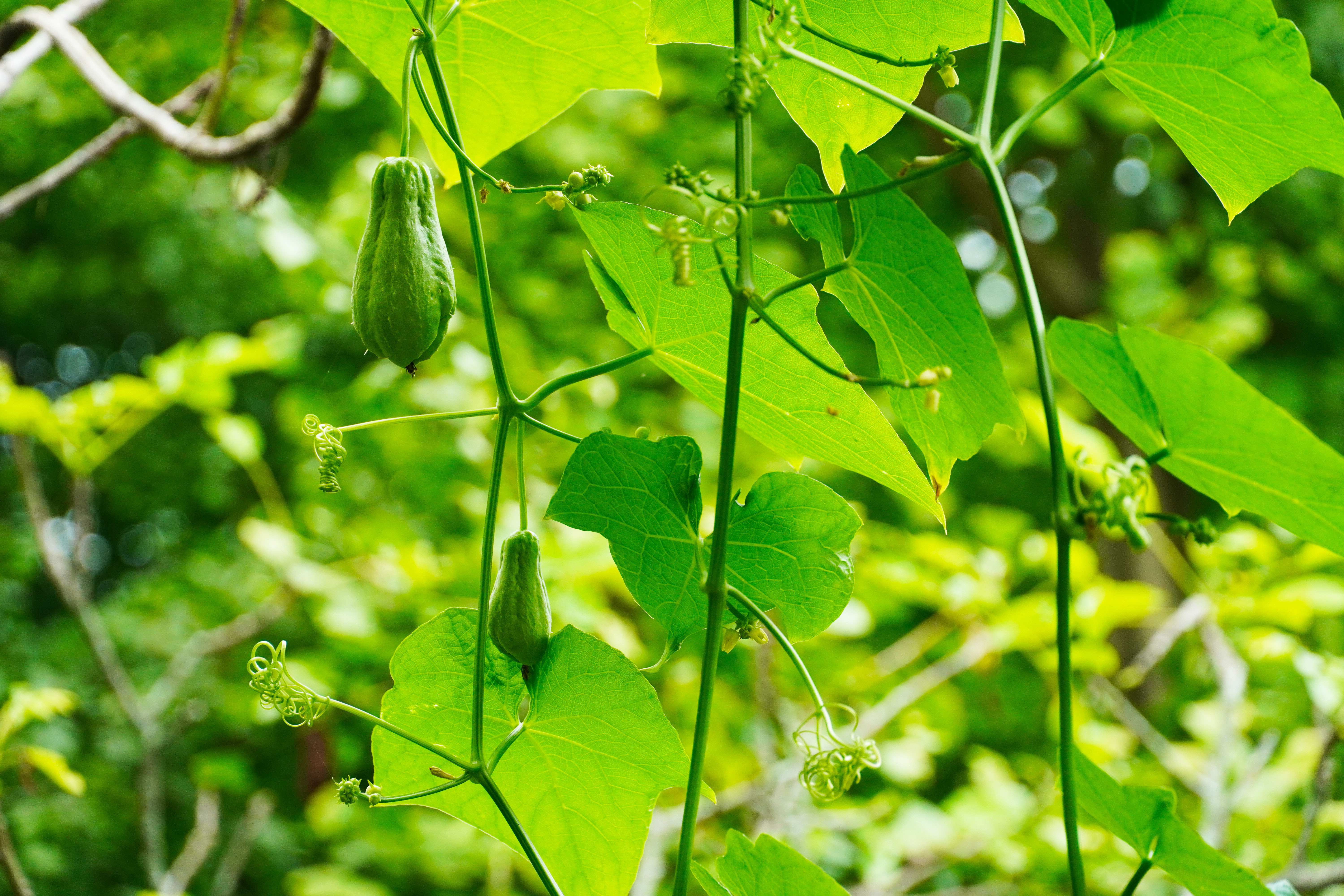 乡里南瓜子土特产,农家土特产南瓜子