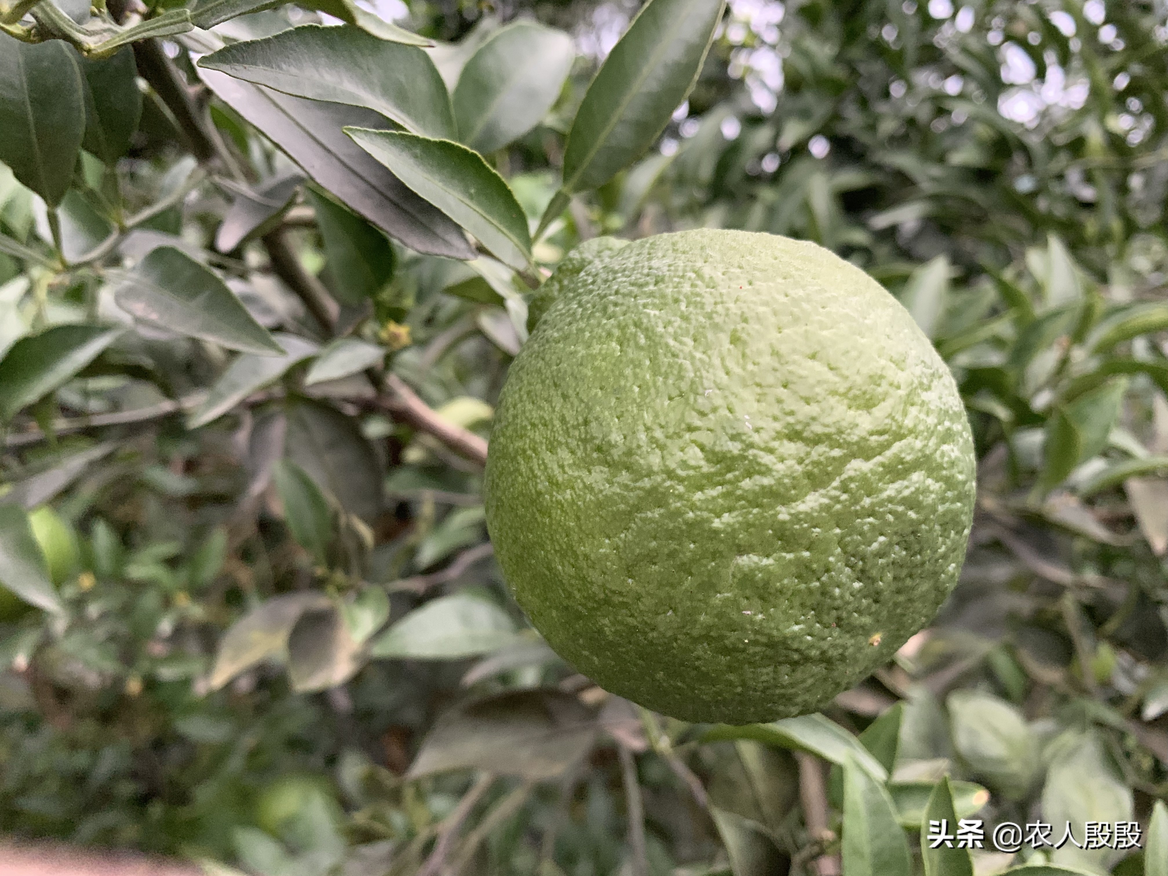 柑橘果实发黄是什么情况,促进柑橘果实着色的措施