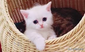 猫咪体重跟吃的猫粮计算,猫猫每日食谱大全