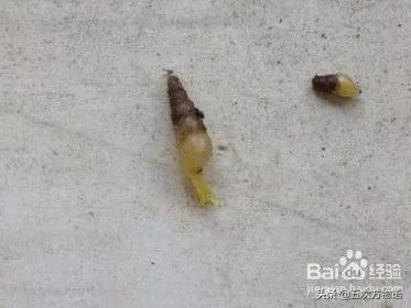 锥螺也叫钉螺吗,钉螺与锥螺都能吃吗