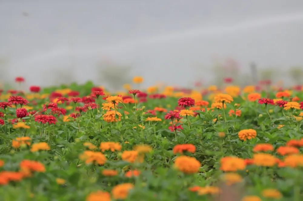 广州公园大片花海,广州哪个地铁站附近有花海