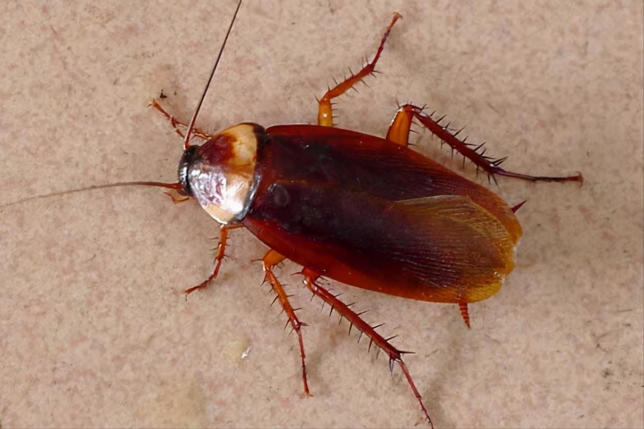 家里蟑螂多买什么药快速消灭掉,如何快速消灭家里的蟑螂