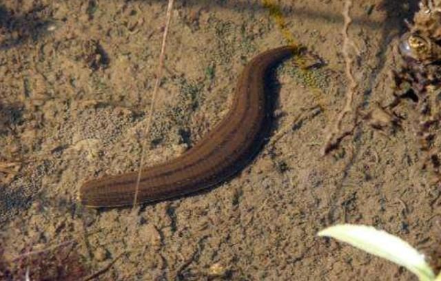 水蛭不小心放到酒精里面就怎么样,水蛭不小心吃进肚