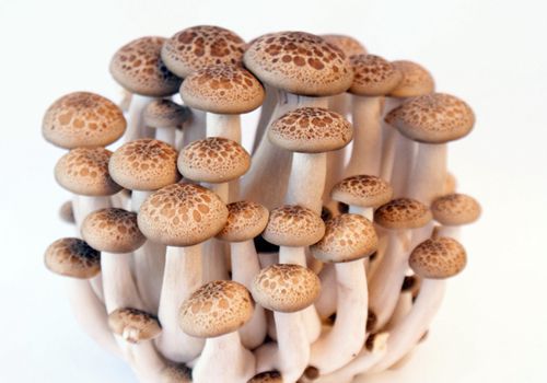 吃茄子的五大“禁忌”，和蘑菇一起吃会中毒？您中了几招？