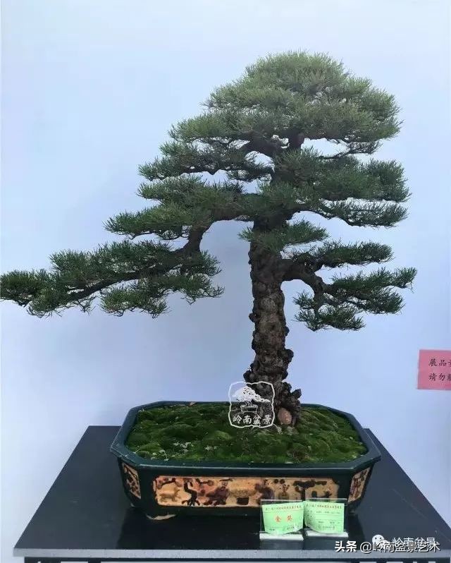 文人杂木盆景精品欣赏,可以做盆景的杂木图片大全