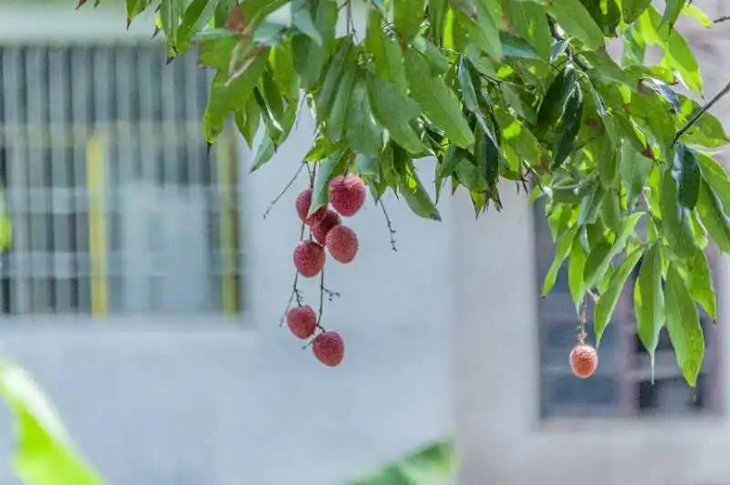 荔城无处不荔枝翻译,荔城无处无荔枝