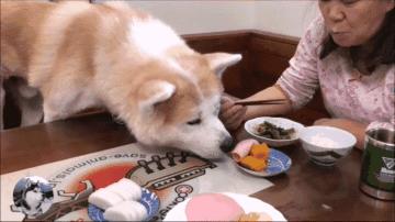 秋田犬为什么不建议养,秋田犬为什么不可以养