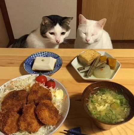 怎样让猫咪喜欢你帮它梳毛,猫咪经常犯错铲屎官应该如何调教