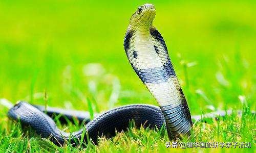 蝙蝠、蛇、水貂：新型冠状病毒来源之谜