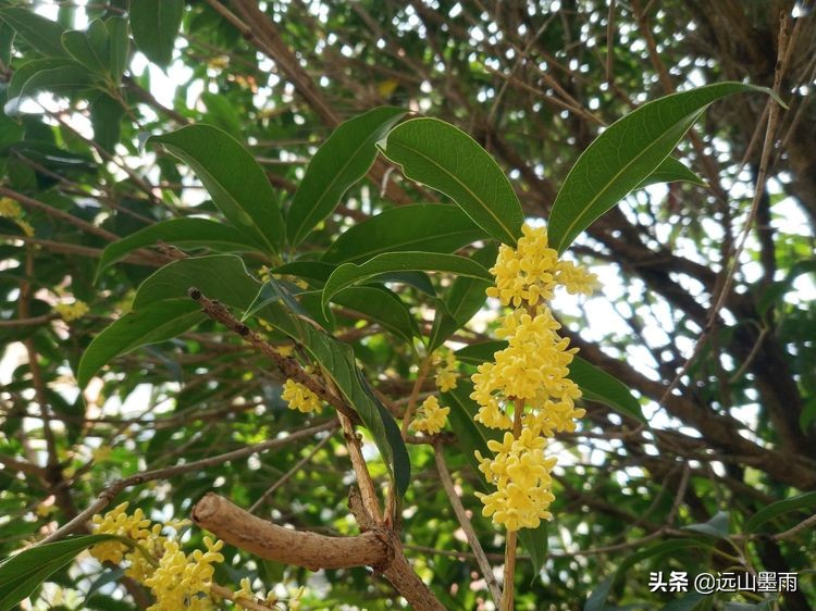 昆明东庄小学好还是盘龙小学好,昆明盘龙区东庄小学图片
