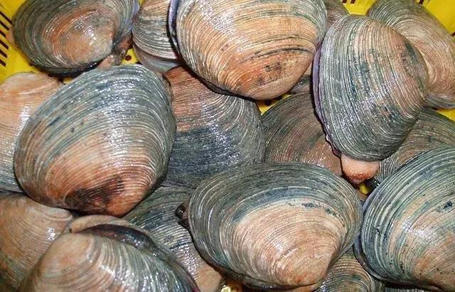 烟台海鲜天鹅蛋,丹东天鹅蛋海鲜