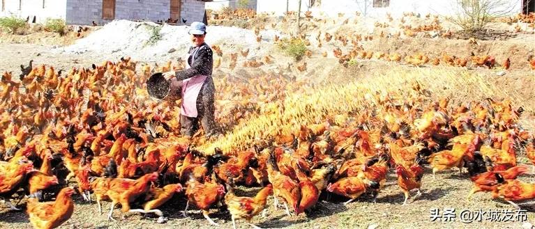 水城县特色产业,全域水城美丽乡村建设