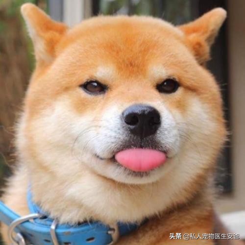 8个月的狗狗咬人怎么办,安爸教你养狗