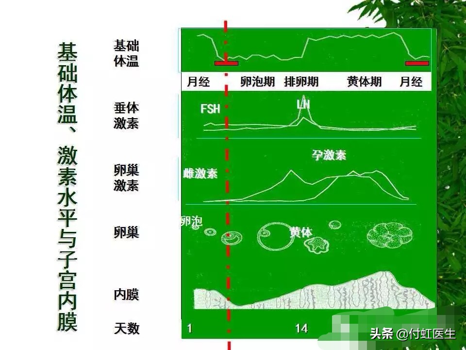 33岁雌激素低什么原因导致,39岁雌激素低闭经怎么办