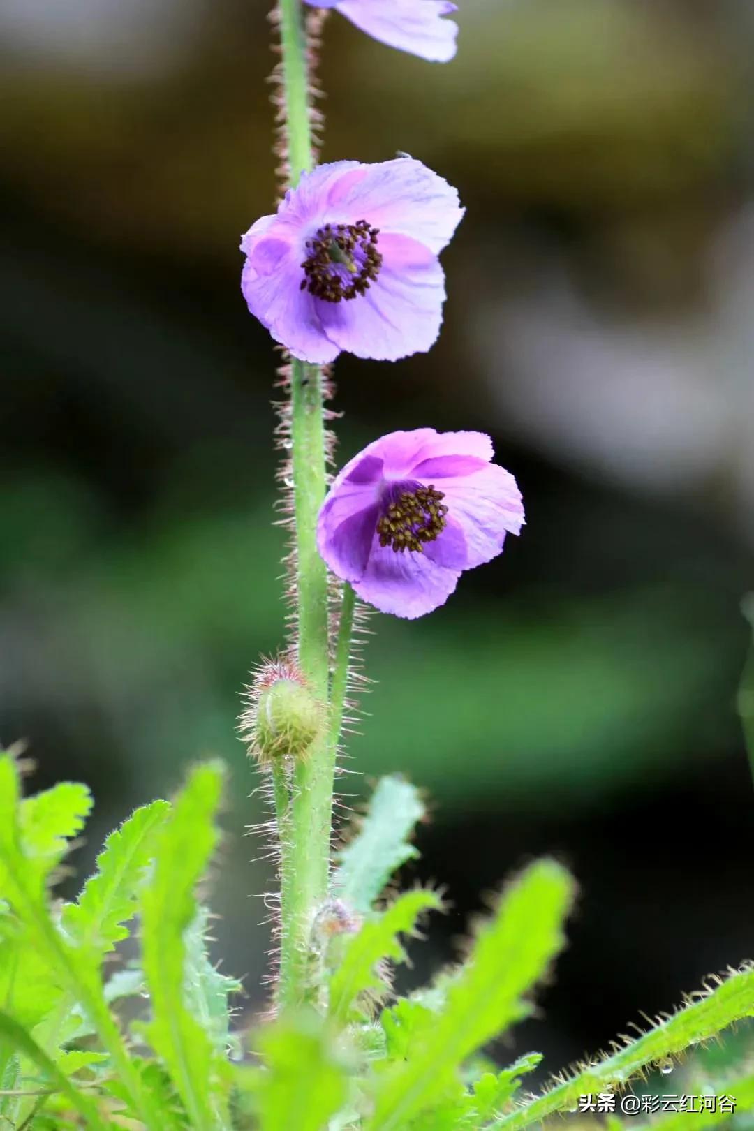 中国云南哪里好看,云南的云彩为什么好看