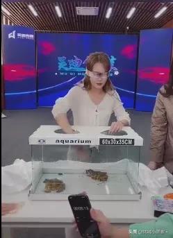 柚子君挣了多少,柚子君黑虎阿福