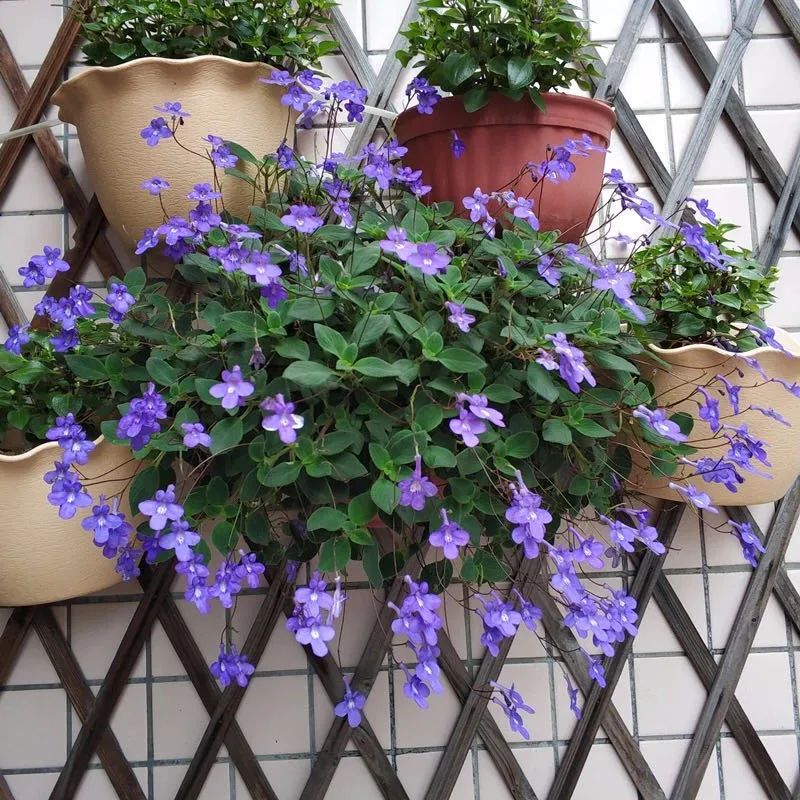 推荐4种“垂吊花”，看一眼就会喜欢上，家里养几盆，美如仙境