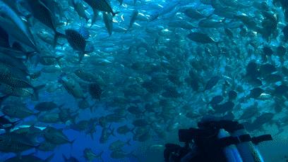 【资源共享】美的让人无法给差评的BBC纪录片《蓝色星球》