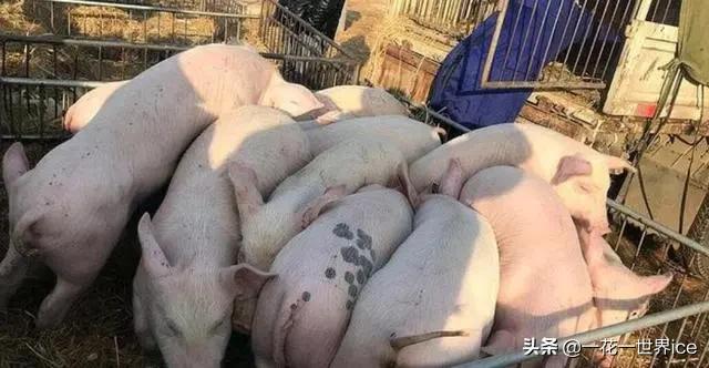 种植养殖创业做什么好,适合农村的养殖创业的商机