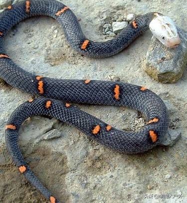 野外生存的知识有哪些,农村常见的蛇类你都认识吗