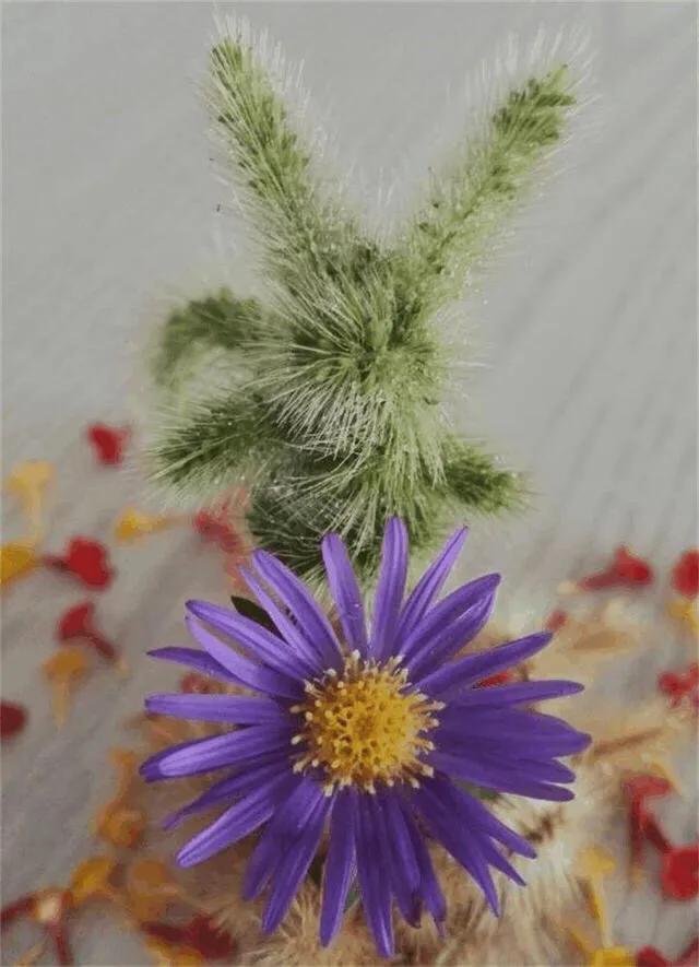 狗尾巴草怎么编兔子教程,狗尾巴草编小东西简单教程