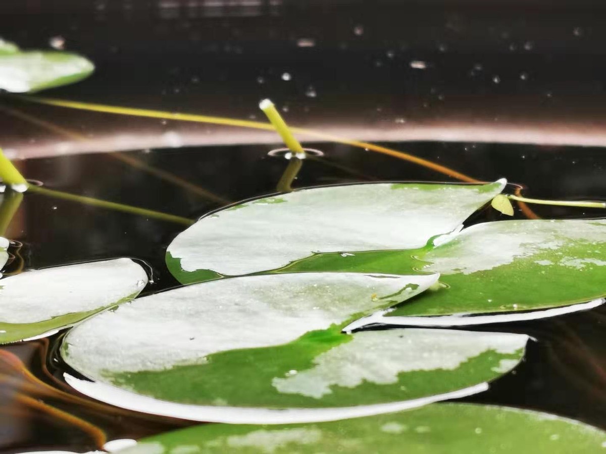 五一川西土拨鼠,五一节川西看土拨鼠