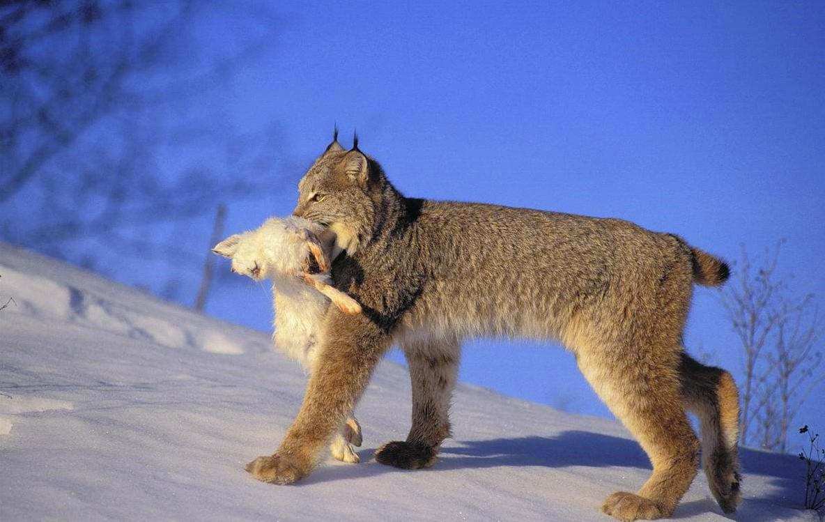 澳洲兔子的百年大战,澳洲人和兔子百年之争