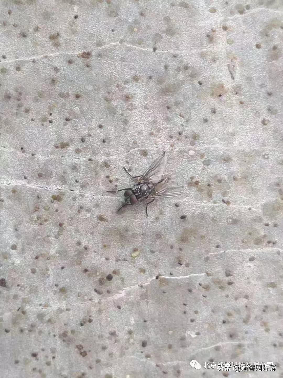 警惕！苍蝇等吸血害虫可能会传播非洲猪瘟病毒