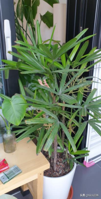 武汉养花技术哪里培训,北京养花小技巧