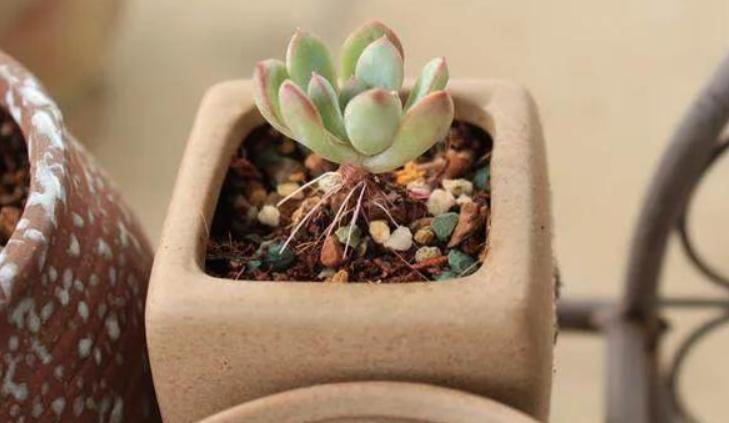 多肉长根不长芽怎么办,多肉杆上长胡须是怎么回事