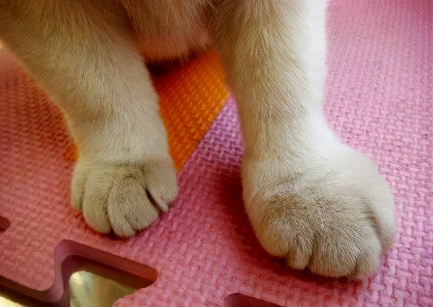 狗狗被马蜂蛰到了眼睛该怎么办,小奶狗被蜜蜂蛰了怎么办