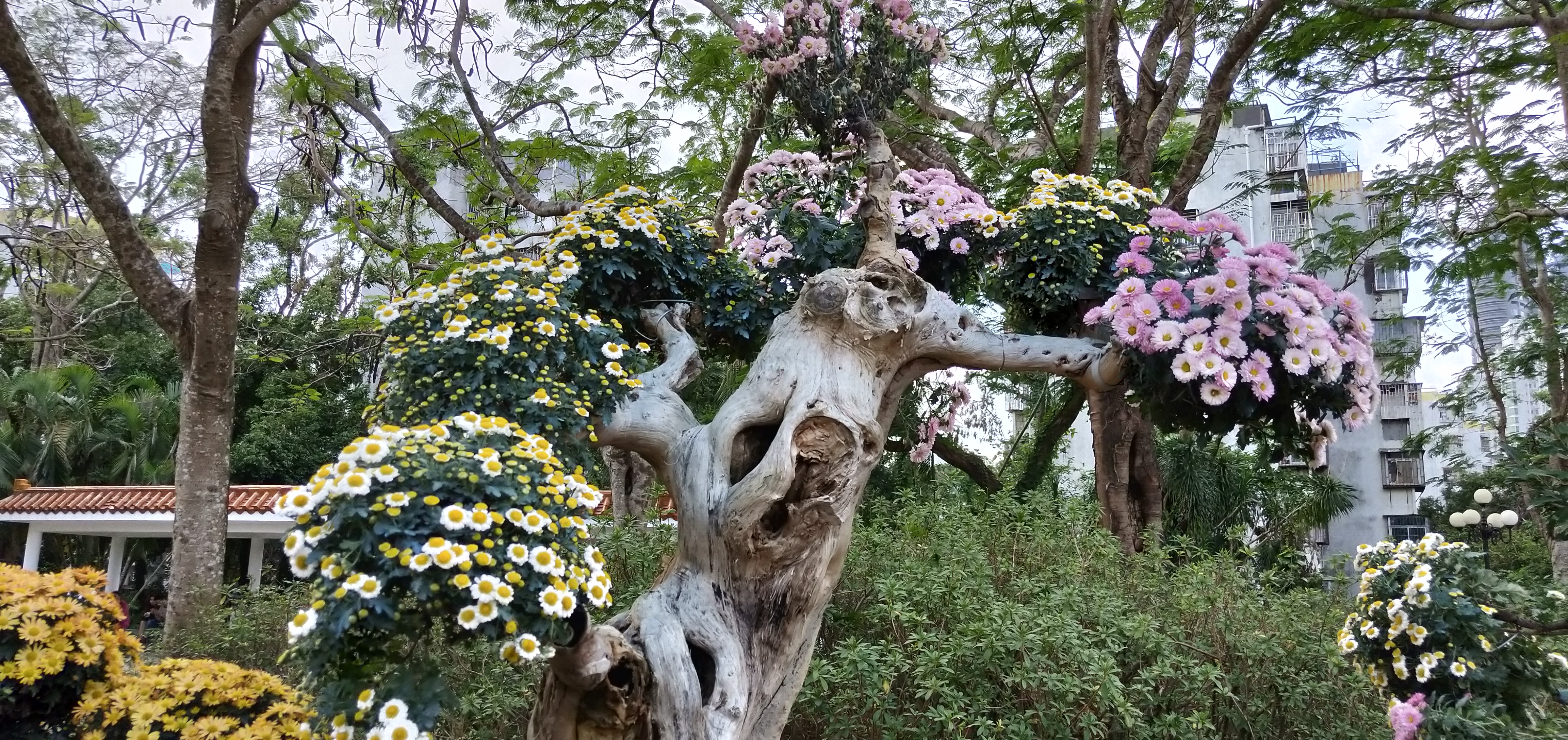 东湖公园菊花花展时间2021,深圳东湖荷节花展