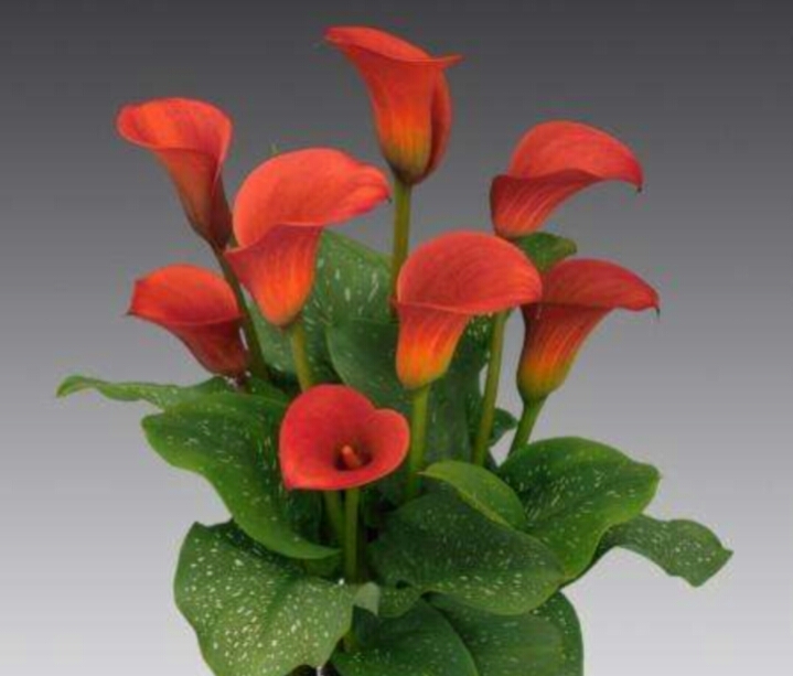 彩色马蹄莲怎么养爱开花图片,彩色马蹄莲夏季的养殖方法