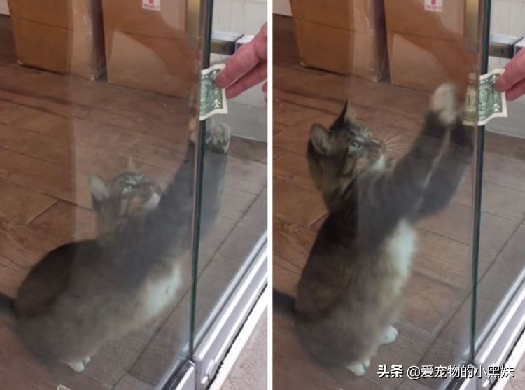 小伙捡了一只狸花猫,小伙收养几十只小猫