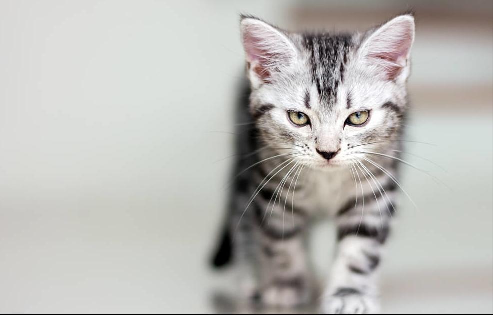 猫咪寿命比较长的有哪些,猫咪的寿命一般在多长时间左右