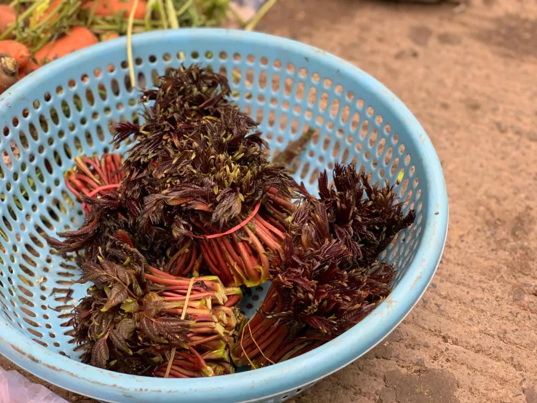 南京城市野菜猎人实录