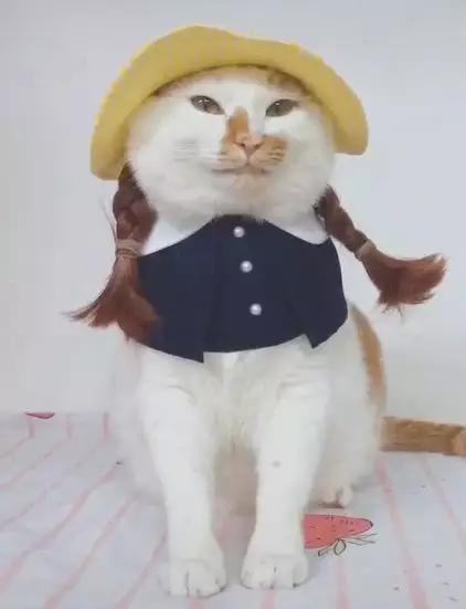 可可爱爱的猫狗,可可爱爱的流浪猫咪