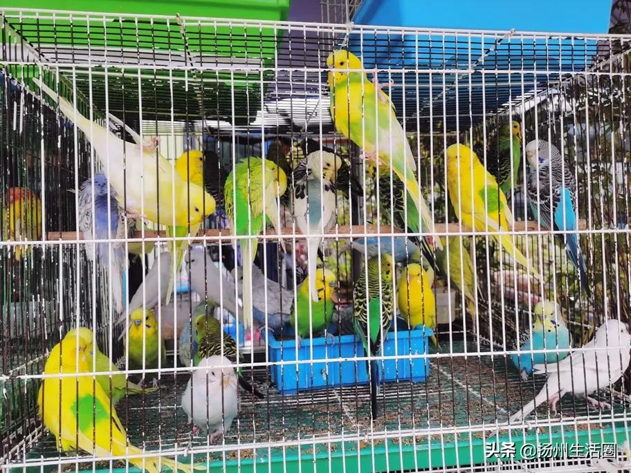 2元花盆批发清仓,2元花卉批发市场